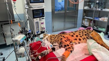 VIDEO JA FOTOD | Mänguhoos juhtunud õnnetus viis haruldase looma Tartusse operatsioonile