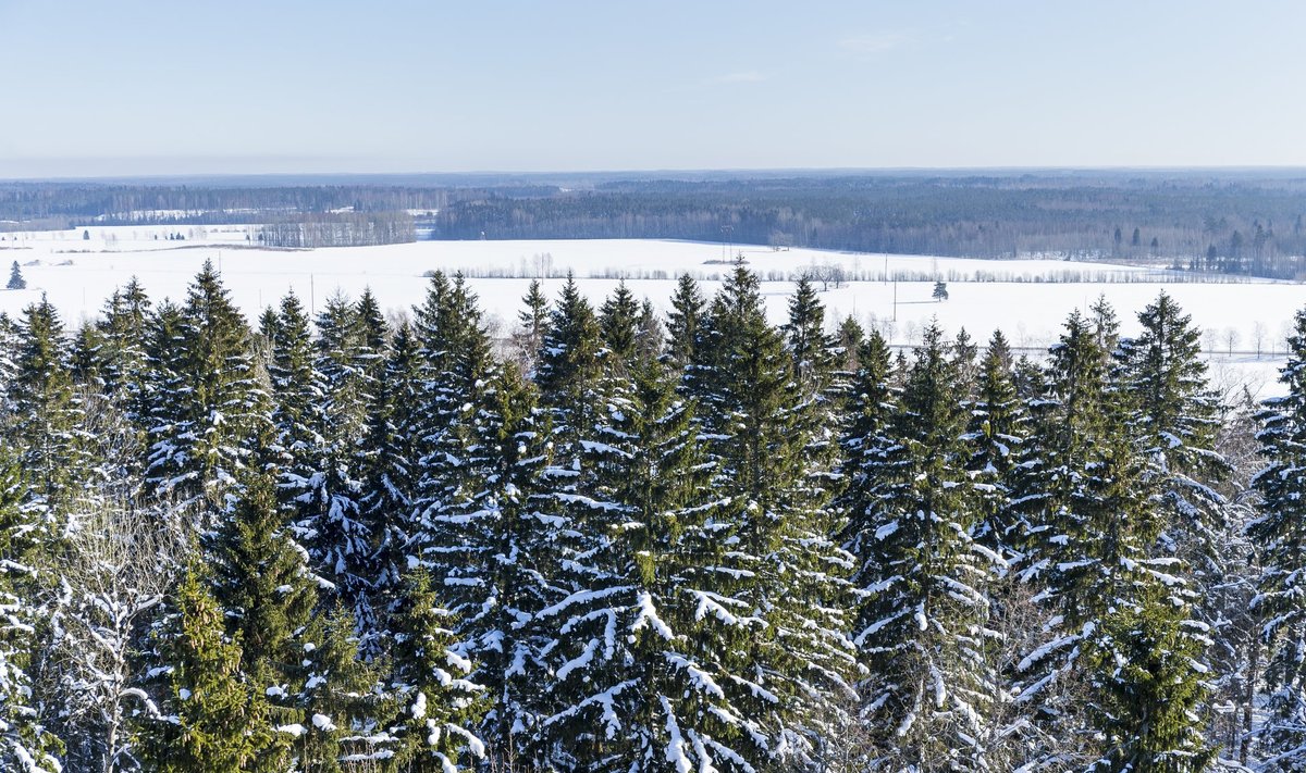 Vaade metsadele vaatetornist