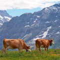 IMELINE REIS: Šveits jätab hinge helisema