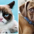 FOTOD: Uueks sensatsiooniks ja Grumpy Cati rivaaliks on torisev kutsikas Earl