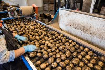 Enne pesemist käivad kartulid töötaja terava pilgu alt läbi, et ei satuks sisse kive või muud prahti.