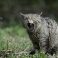 Loomagenotsiid: Austraalia plaanib 2020. aastaks tappa miljoneid metskasse