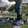 Analüüs: igasügisest mõõdutundetut linnujahti Eestis soosib üleliia leebe seadusandlus
