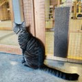 TAHAKS KOJU | Potentsiaalne kuninga kass Priidik naudiks oma kodus jagamatut tähelepanu