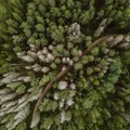 JÄRELVAADATAV | Eestimaa Looduse Fondi veebiseminar: "Kes hoiab tulevikus metsa püsti?"