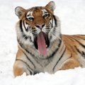 Зов тигра: каков он, зверь-символ наступившего года?