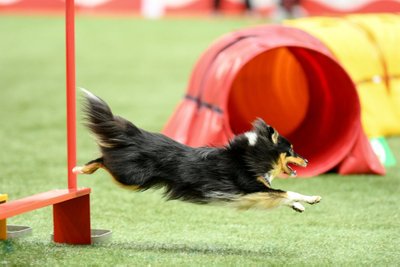 2016. aasta agility maailmameistrivõistlused Hispaanias Zaragozas.