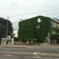FOTO: Tallinna kesklinnas vohab seinadžungel