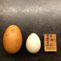FOTOD | Sakus munes kodukana hiidmuna: „Kui sellest tibu kooruks, oleks ta kohe kana“