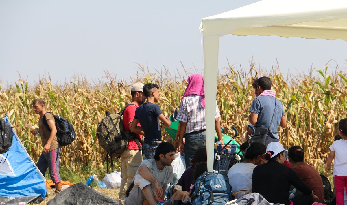 Serbia-Ungari piir. Sisserändajad tulevad järjest üle piiri