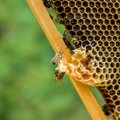 Mesinikud, kes teevad tööd selle nimel, et Eesti mesi oleks puhas, väärtuslik ja selle maine kõrge