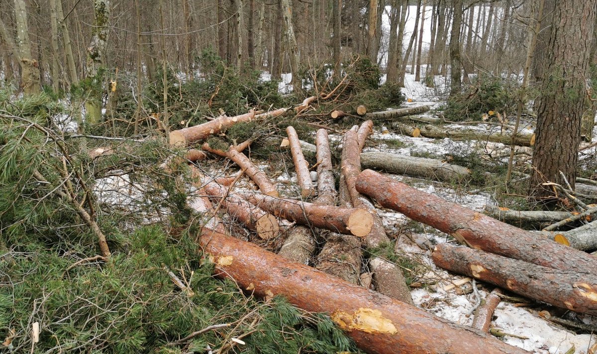 Raie Sütiste parkmetsas.