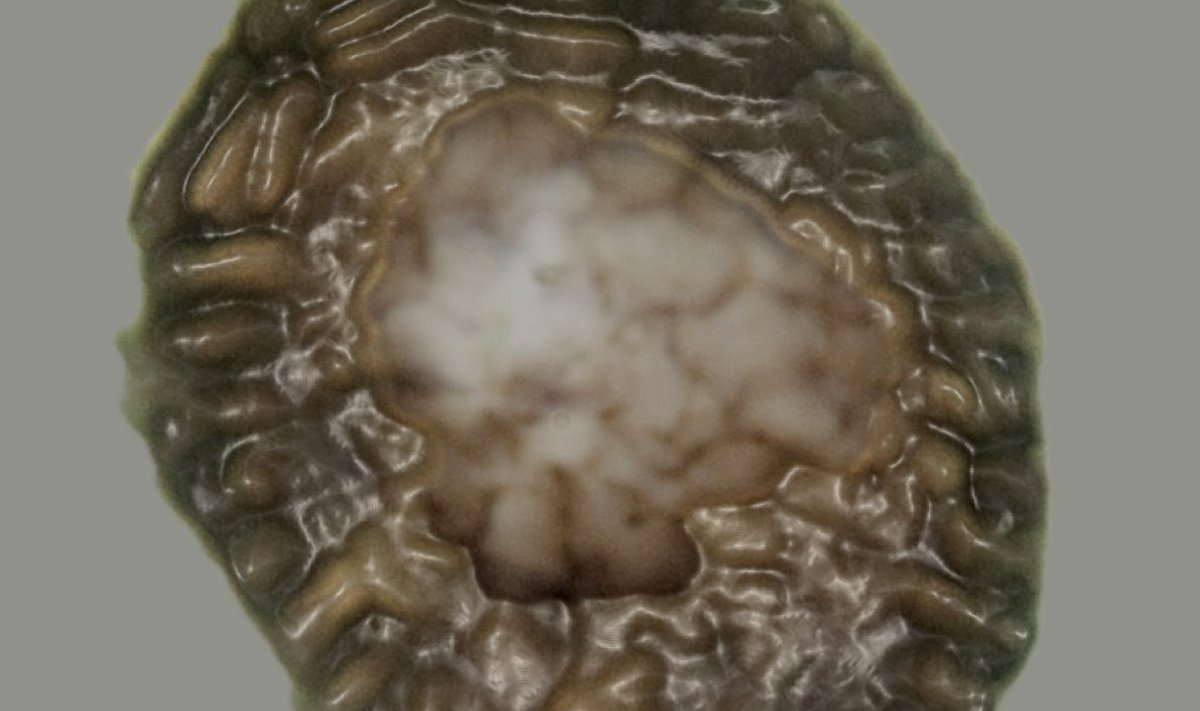 See sünnimärki meenutav fossiil oli kunagi teadaolevalt vanimaid hulkrakseid eluvorme Maal (foto: Sheffieldi ülikool, SWNS.C / Scanpix)