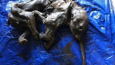 FOTO | Kanadast leiti ainulaadne väikese mammuti muumia: isegi küüned ja karv on hästi säilinud
