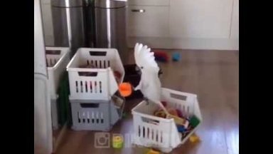 Naljakas VIDEO | Vaata, mida mõtleb välja papagoi, kes üksinda koju jäetakse