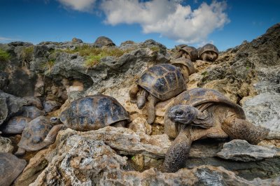 У острова Гранд-Терр: гигантские альдабрские черепахи спасаются от жгучего дневного зноя, укрывшись в гротах коралловых рифов. Дорога от грота до «пастбища» — обязательная, как путь от дома на работу и обратно, — ежедневный тяжкий труд черепах.