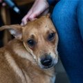 DELFI FOTOD JA VIDEO: Õle tänaval mustuses piinelnud koertel algas hoiupaigas uus elu