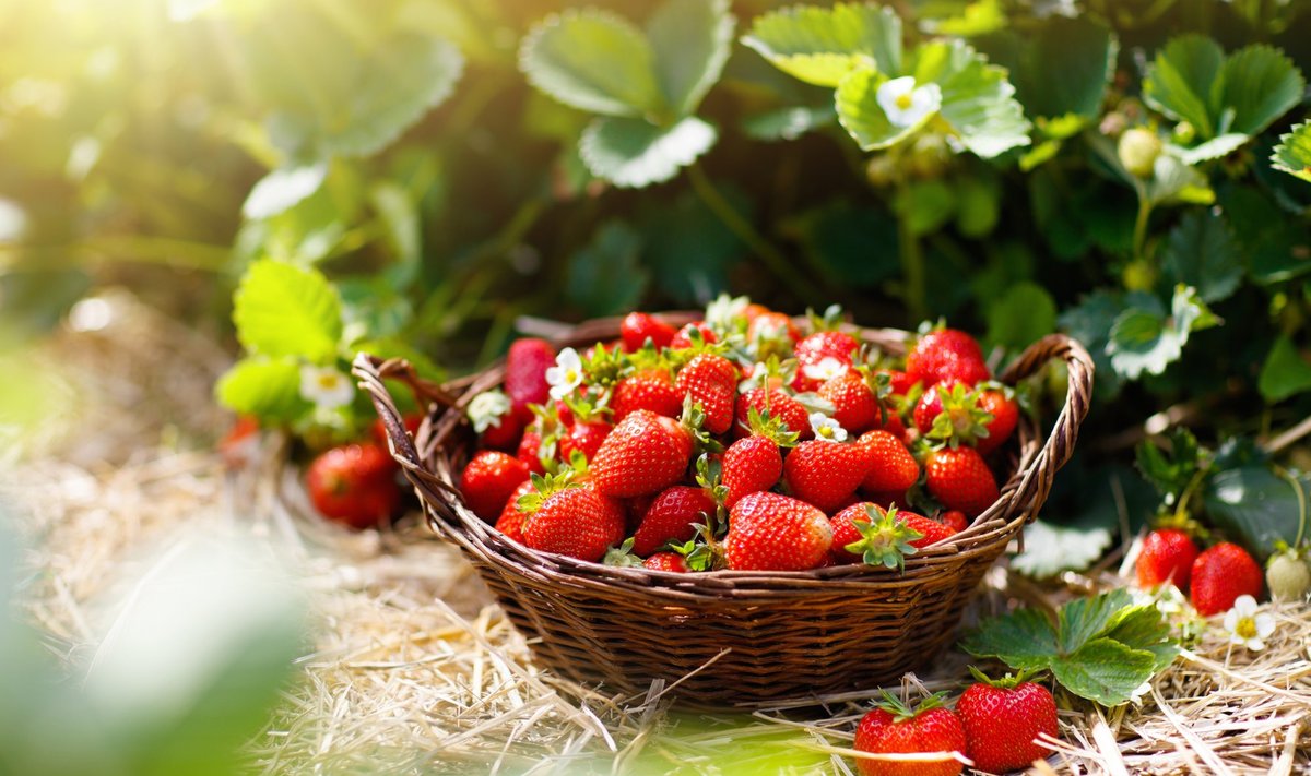 Maasikad on esimesed, mis südasuvel purki kipuvad.