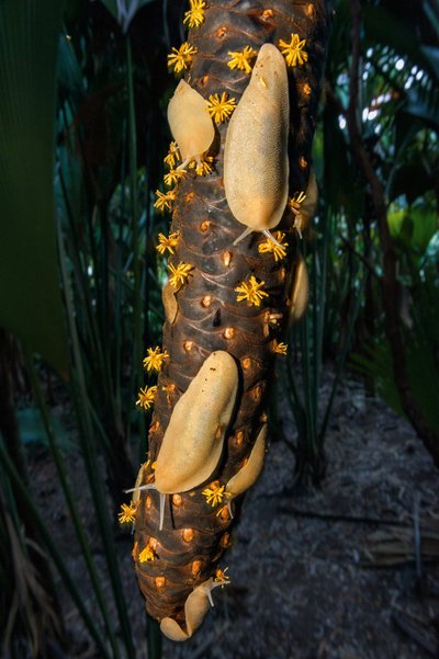 В Майской долине, объекте Всемирного наследия на острове Праслен, древесные слизни собираются трапезничать на цветках сейшельской пальмы. У этого удивительного аборигенного растения самые большие в мире семена.