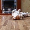 Milline materjal on põrandale parim, kui kodus on lemmikloom?