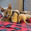 Eestis on kassiuputus! Ruthi, Taavi, Rusty, Jänku, Brunhilde, Säde ja Oweli lood näitavad inimeste jõhkrust