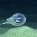 VIDEO | Nagu kahe trossiga merepõhja kinnitatud kuumaõhupall: sügavalt ookeanist leiti uus loom