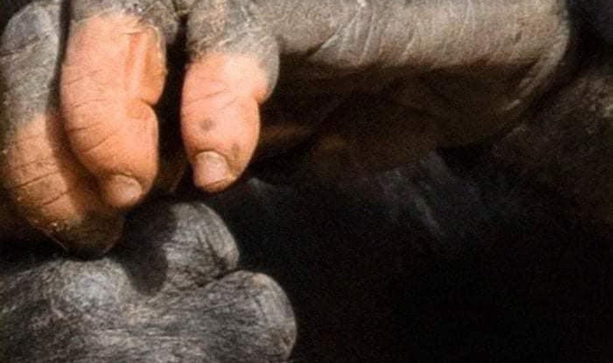 Gorilla käsi sarnaneb inimese omale