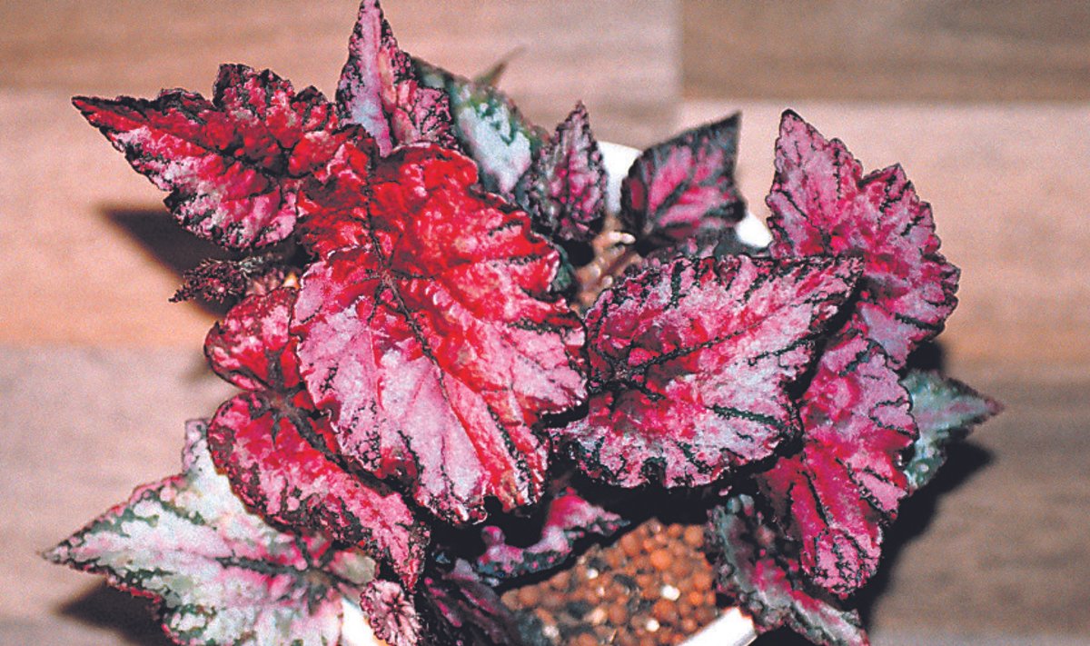 Kuningbegoonia  (Begonia rex-cultorum).