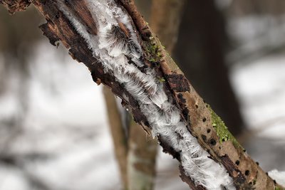 Саркосцифа австрийская (Sarcoscypha austriaca), по-эстонски – harilik karikseen