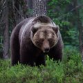 Peep Männil: Veel kord karude arvukusest ja selle hindamisest