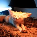 Elu koos eksootiliste loomadega: vallatud fennekrebased armastavad vaibasõitu ja pallimängu