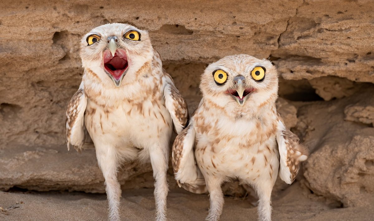 LITTLE ANGRY OWLS