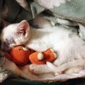 Tibu lugu | Laitsest leitud paarikuust kassipoega katsid ainult luu ja nahk, eemaldada tuli ka tema silmad