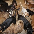 FOTOD | Naine võttis oma hoole alla pea 100 koera, kes muidu oleksid Bahama saartel möllanud orkaanis hukkunud