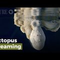 VIDEO | Magav kaheksajalg vahetab värvi, süüdi on unenäod