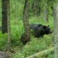 Kirde-Eesti metsas avanes varjendis olevatele loodushuvilistele imeline vaatepilt