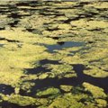 Teadlane: vetikaid Võrtsjärves ei tasu karta