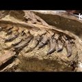 VIDEO | Haruldane leid: Montana osariigist avastati seni kõige terviklikum türannosaurusepoja kivistis