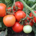 Eesti oma tomatisordid