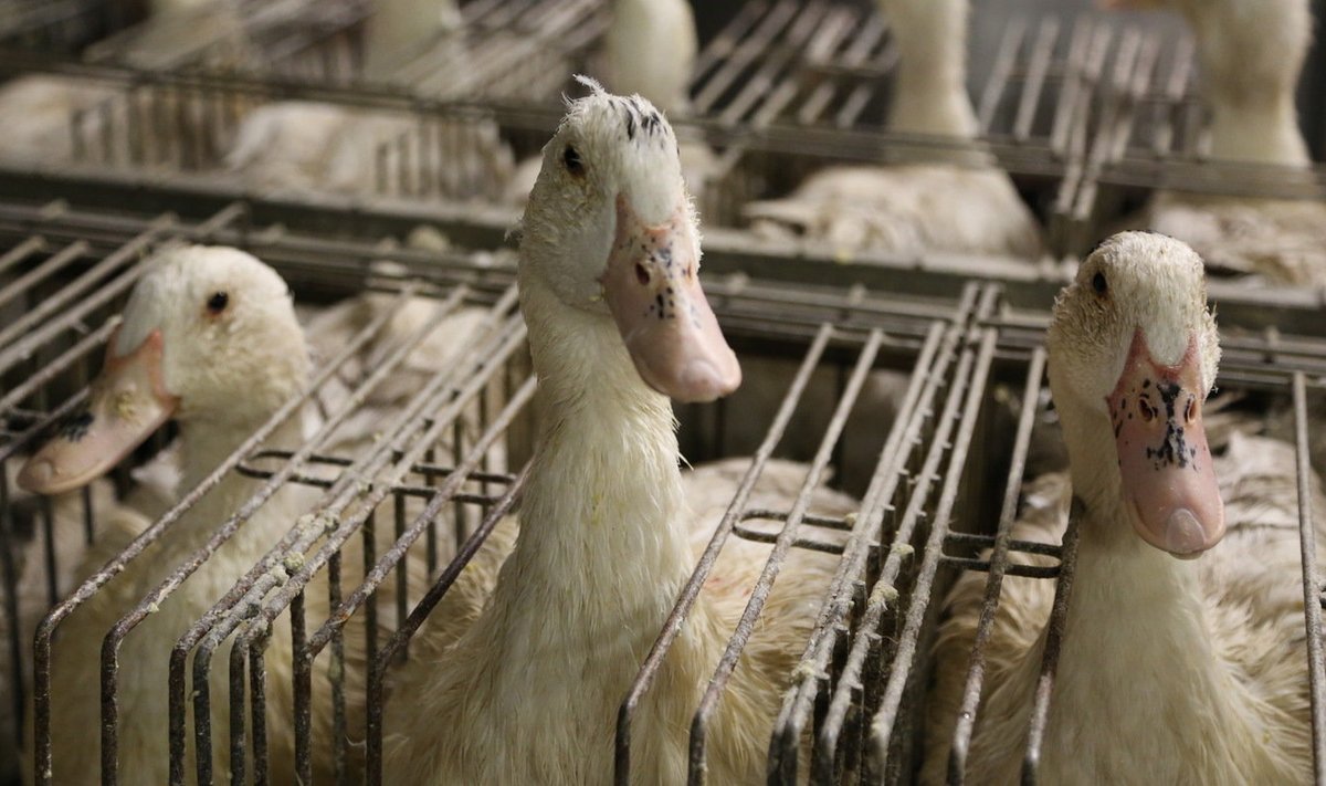 Foie gras tootmine tähendab lindudele piinu nii elus kui surres