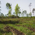 Henrik Välja: ärge kartke puidu raiumist, puidu abil saame võidelda plastmassi vastu!