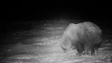Необычная ситуация в Йыгевамаа: медведи не собираются впадать в спячку. Что случилось?