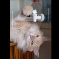 Naljakas VIDEO | See kass leiab janu kustutamiseks enneolematult nutika ja stiilse viisi