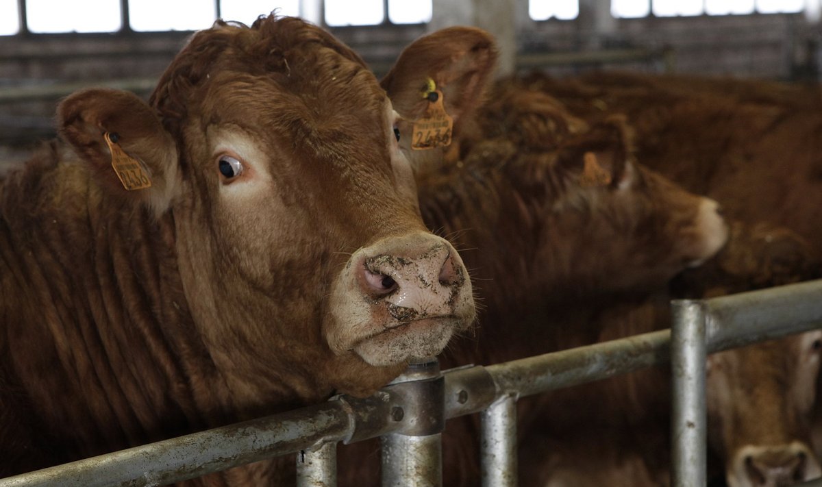 KMR Livestock Europe OÜ tõufarm Sikeldil Raplamaal