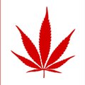 "Государство ухитрилось на продаже марихуаны терпеть убытки". Гражданин Канады — о последствиях легалайза