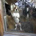 VIDEO | Kas beagle on raskesti koolitatav tõug? Järjekindlus teeb koertest usinad õpilased