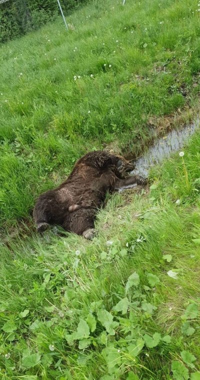 Сбитый насмерть медведь в кювете трассы Таллинн - Тарту