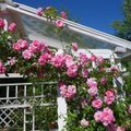 Roosikasvatajad soovitavad: 12 roosisorti, mida tasub oma aeda istutada