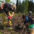 Eelmisel aastal istutati Eestis rekordilised 33,3 miljonit puud