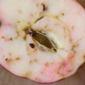 Kas ka sinu õunasaak oli sügisel koitanud? Vaata, mida teha, et sellel aastal korralikke õunu saada!